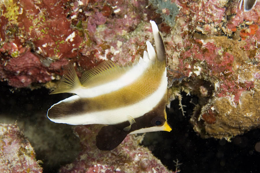 Heniochus chrysostomus (Pesce farfalla bandiera pennuto)